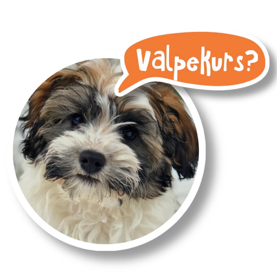 Valpekurs Porsgrunn Mandager 